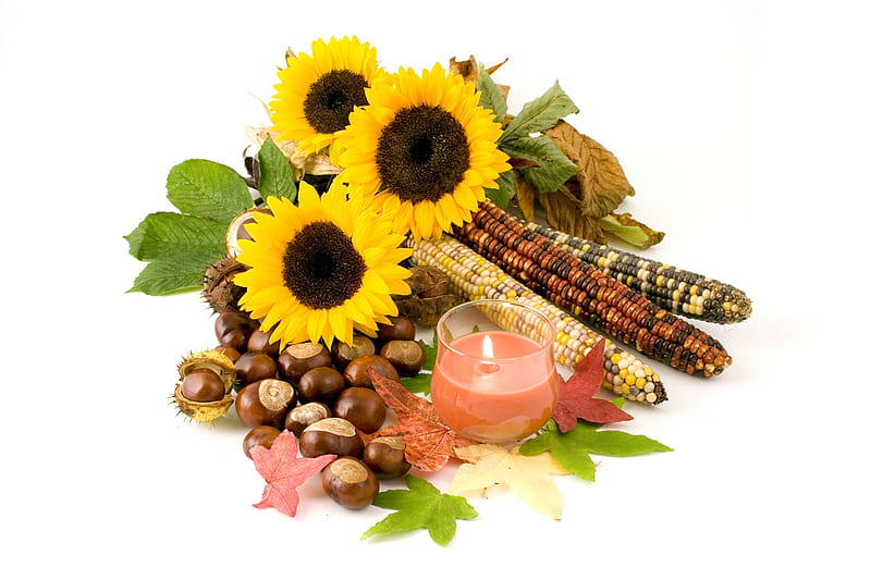 An autumn still life, corn, autumn, food, yellow, sunflower, seasons, foliage, chestnuts, nuts, leaves, HD wallpaper