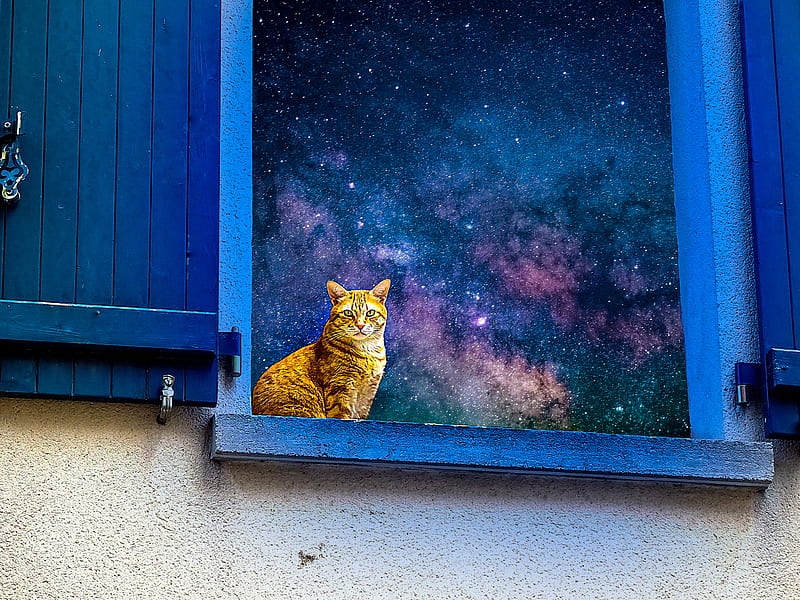 Galaxy Cat, blue, blue, cats, cat, cats, hop, universe, universe, HD wallpaper