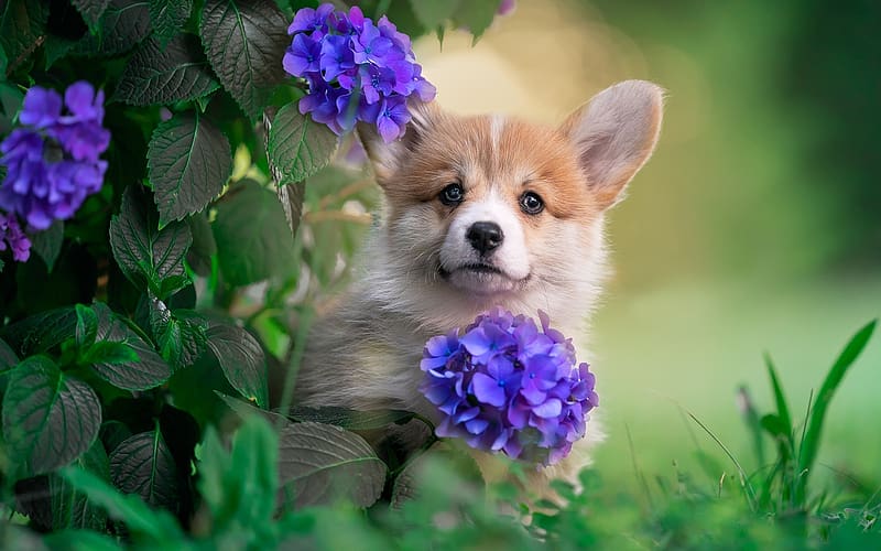 Corgi Puppy and Flowers, flowers, puppy, Corgi, Pembroke, HD wallpaper