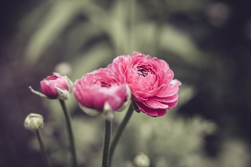 Buttercup, flower, petals, pink, macro, HD wallpaper | Peakpx