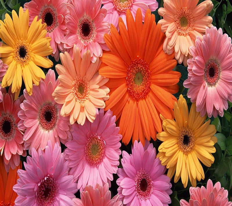 Gerbera, flowers, nature, HD wallpaper | Peakpx