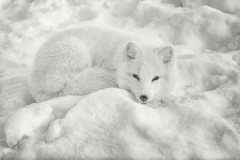 Arctic fox, arctic, vulpe, fox, snow, white, animal, winter, HD wallpaper