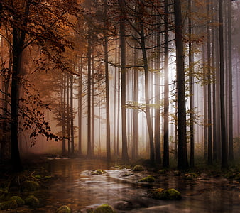 Forest, forest trees light, nature, path, water background, HD wallpaper |  Peakpx