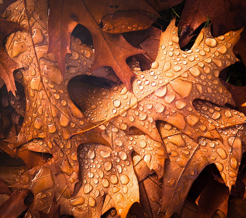 golden leaves, autumn, dew, drops, fall, orange, water, HD wallpaper