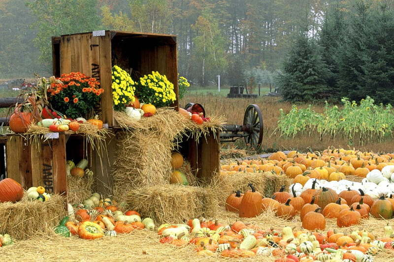 The Fall Harvest, corn, flowers, hay, trees, gourds, pumpkins, HD wallpaper