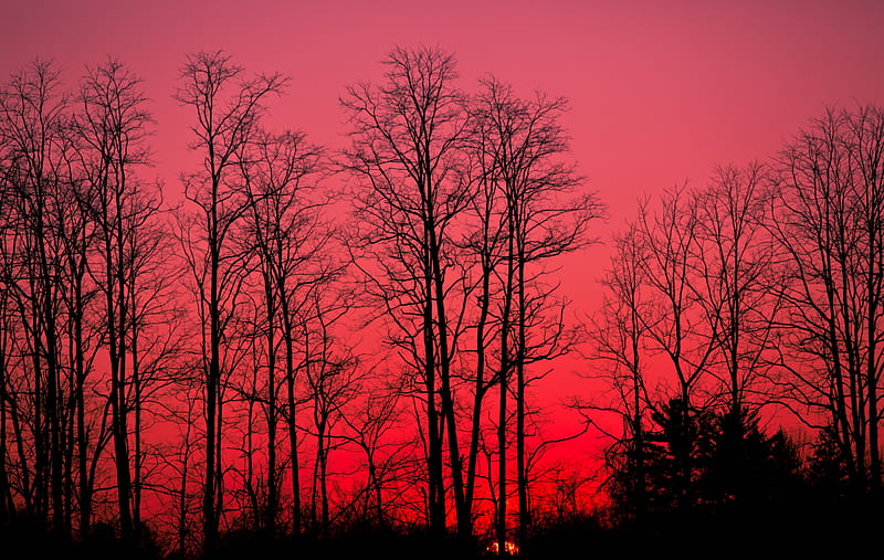 red sky, forest, tree silhouette, Nature, HD wallpaper