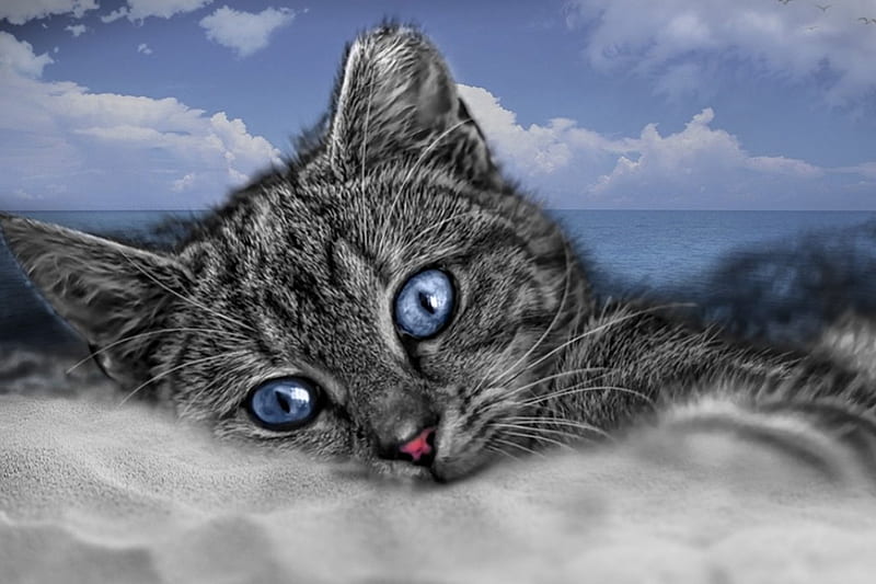 *A relaxing break in the cool sand*, background, cat, grey cat, clouds, sea, seabirds, sand, summer, seaside, eyes, animals, blue, HD wallpaper