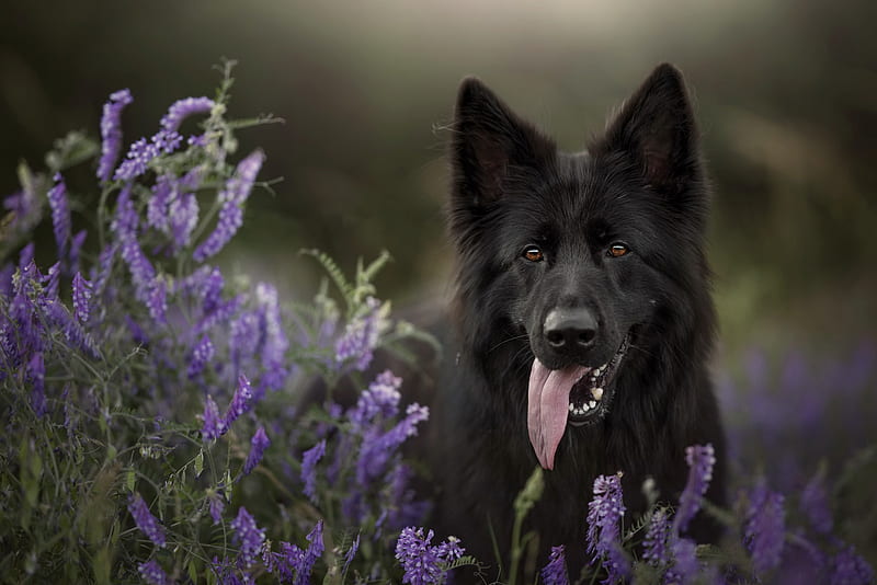 Animal, Belgian Shepherd, Dog, Pet, Purple Flower, HD wallpaper
