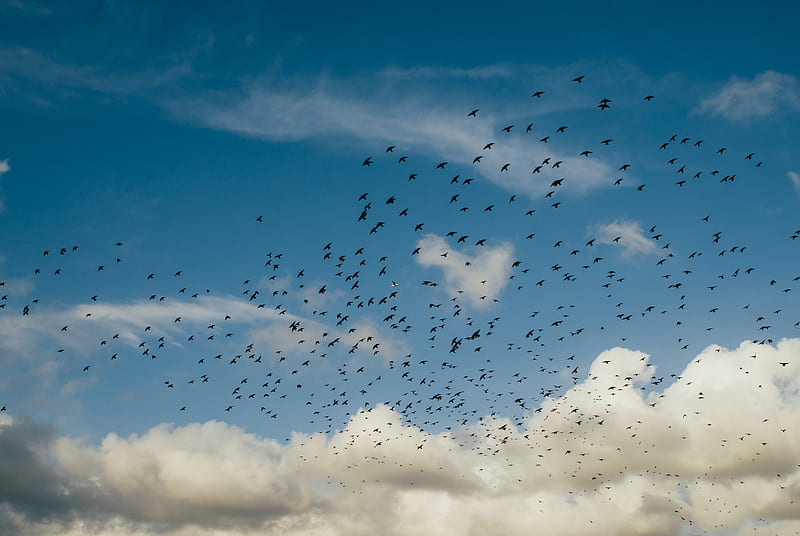 flock of birds during daytime, HD wallpaper