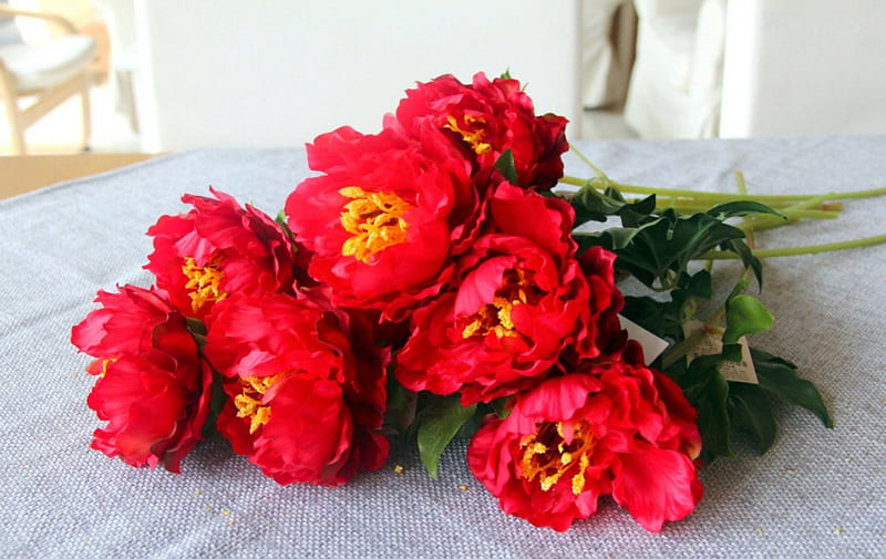 Red Peony, peony, red, flowers, petals, HD wallpaper | Peakpx