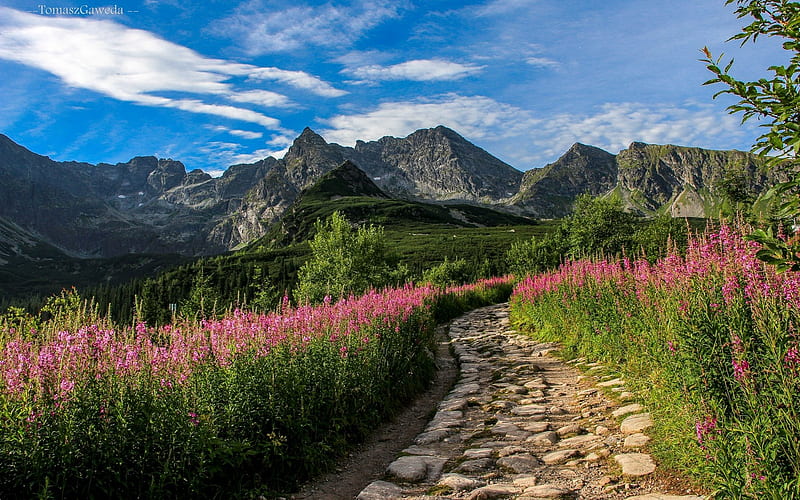 Tatry, Poland, path, Poland, Tatry, mountains, flowers, HD wallpaper