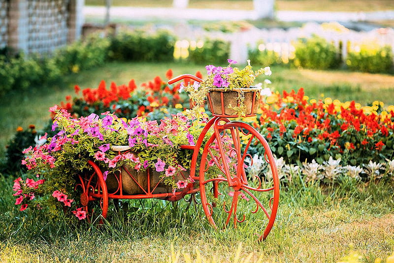 Summer Garden, blossoms, flower, bike, petunias, HD wallpaper