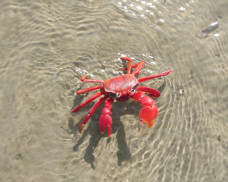 Red crab, awesome, colours, crab, HD wallpaper