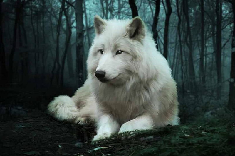 The White Wolf, forest, predator, trees, wolves, artwork, HD wallpaper