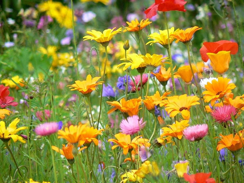 COLORFUL FLOWERS, colorful, flowers, nature, clearing, HD wallpaper ...