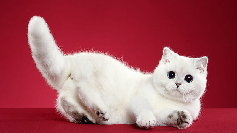 Cute White Cat Is Lying Down On Table In Red Background Animals, HD wallpaper