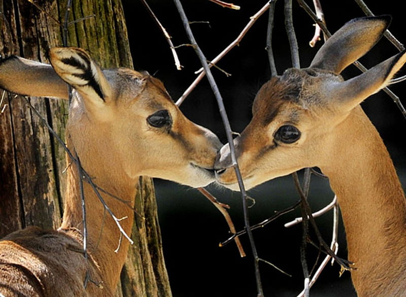 Their First Kiss, Cute, Deer, Two, Tree, Pair, Young, HD wallpaper