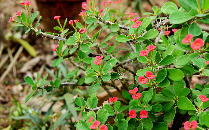 red euphorbia-flowers graphy, HD wallpaper