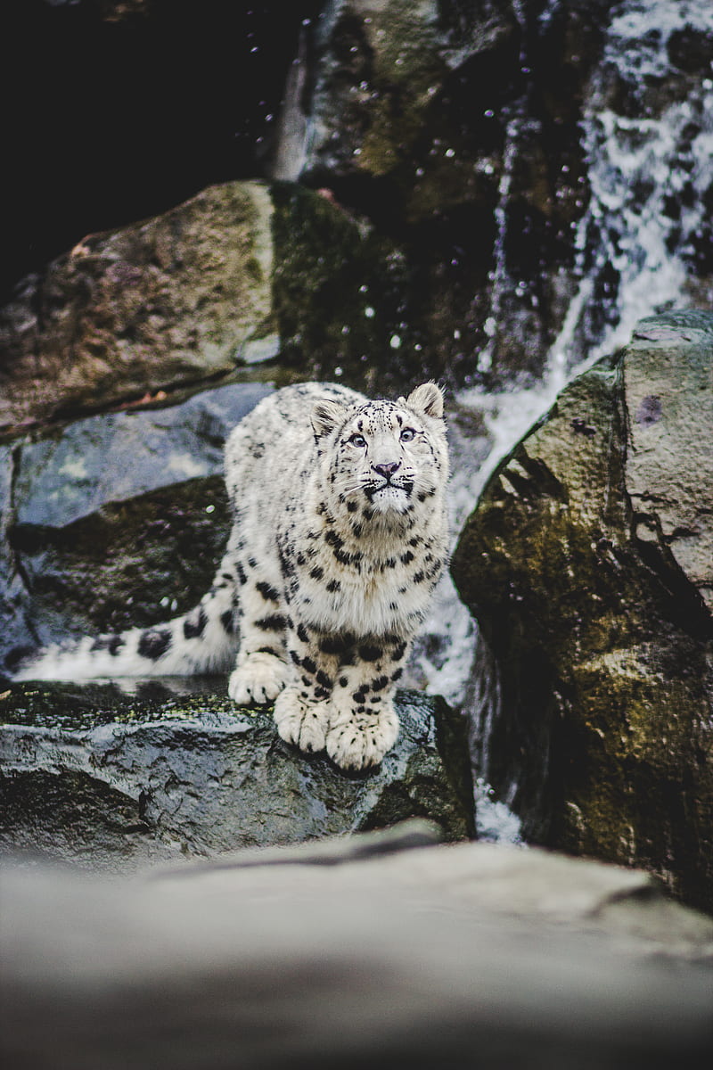 snow leopard, emotions, funny, big cat, HD phone wallpaper