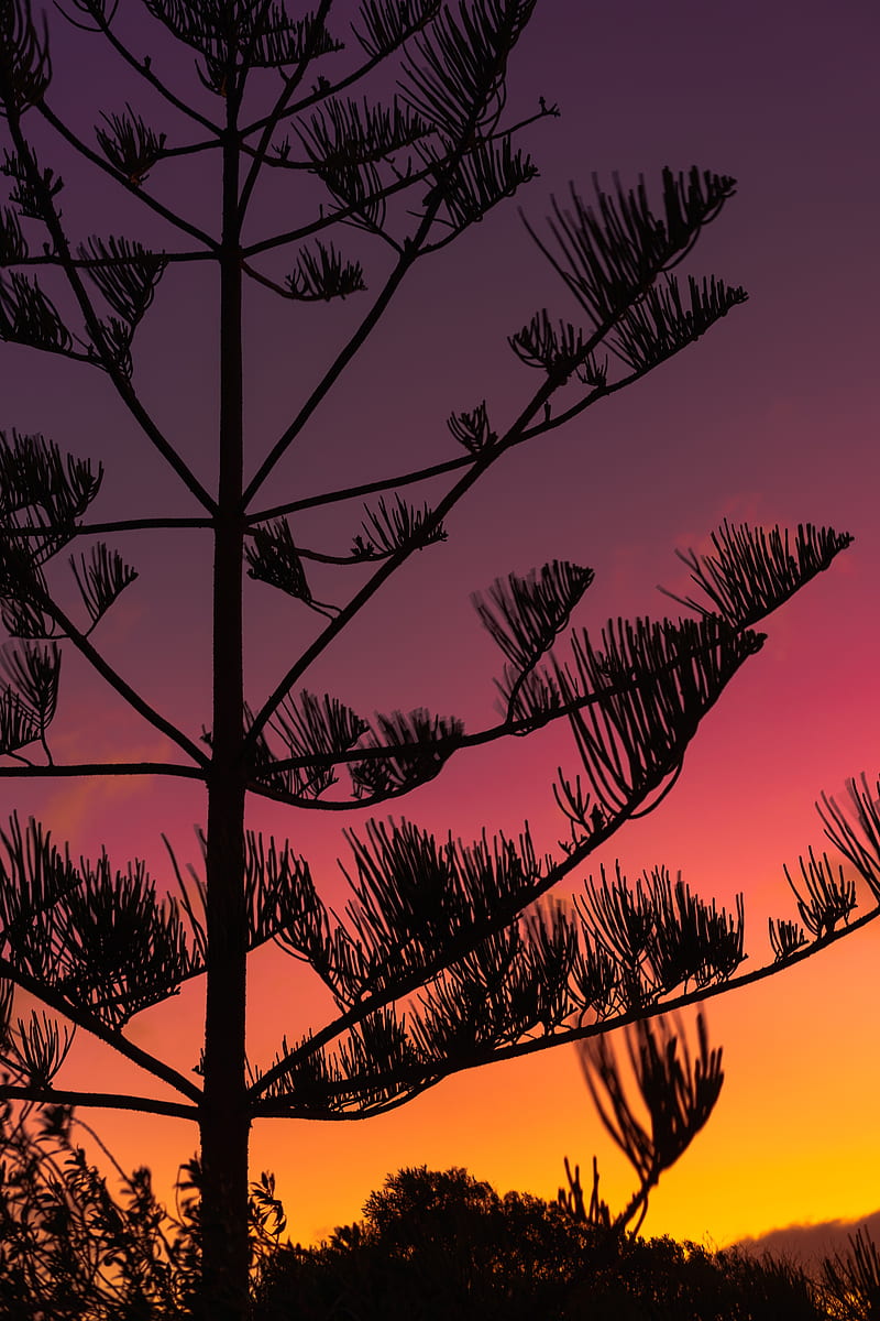 tree, silhouette, branches, sunset, dusk, HD phone wallpaper