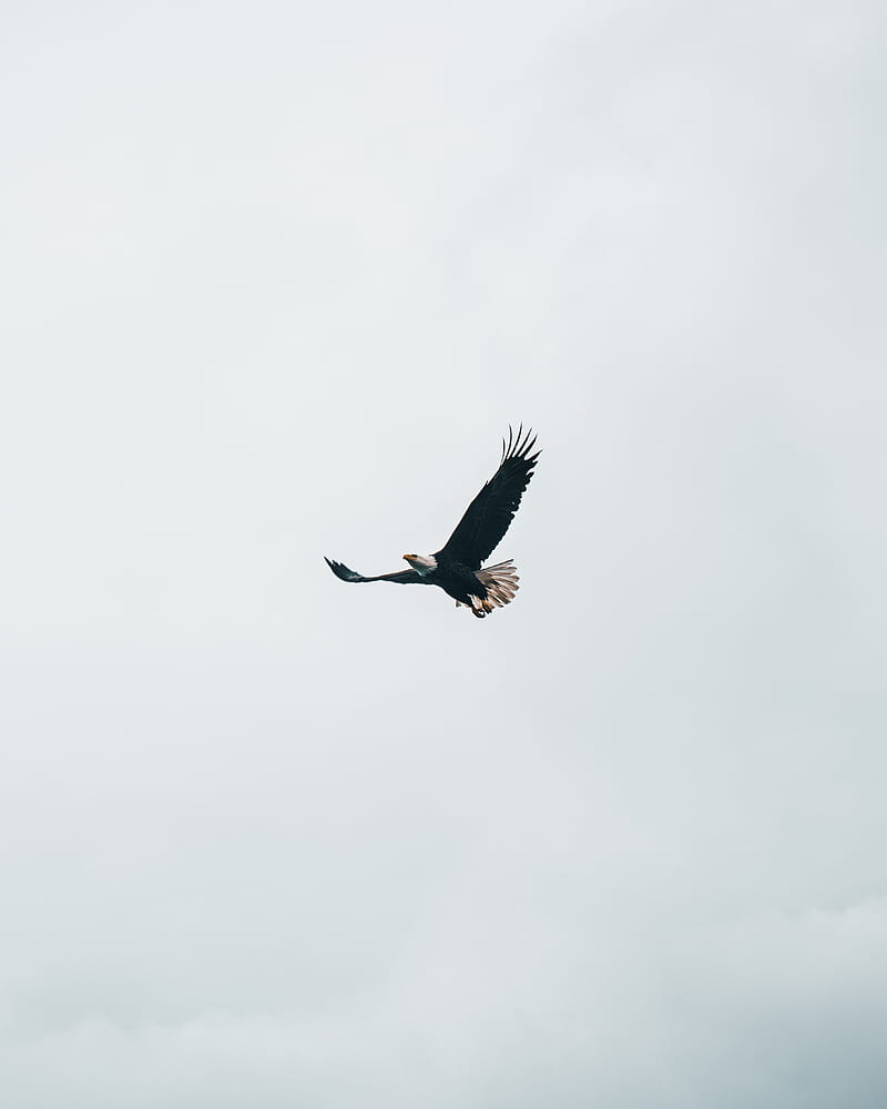 bald eagle, eagle, flight, sky, minimalism, HD phone wallpaper