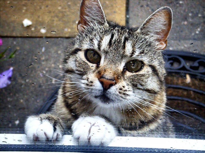 Cat Through Raindrop Window F window, raindrops, bonito, pets, animal, feline, graphy, wide screen, cats, HD wallpaper