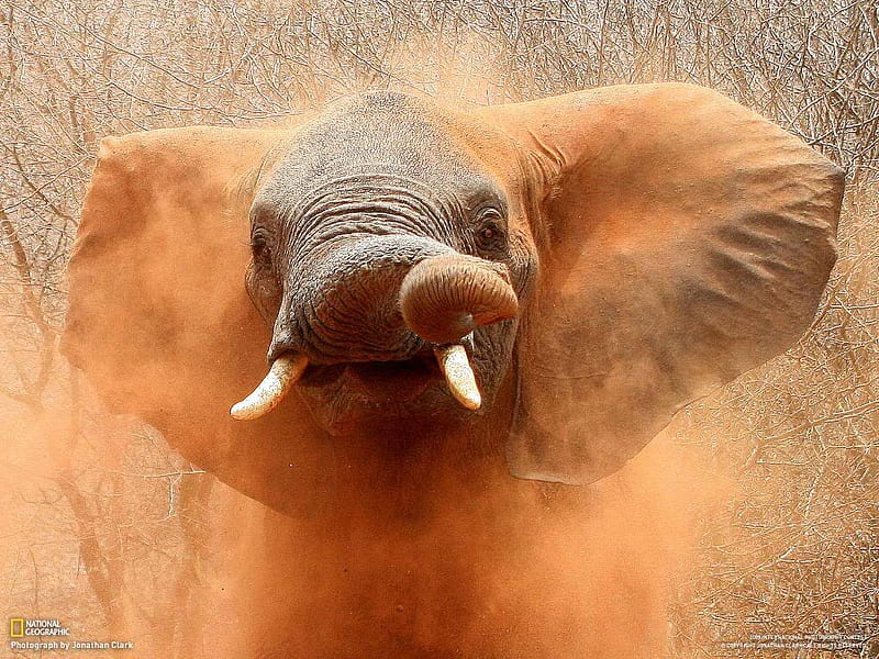Dust Bath, ivory, elephant, ears, tusks, dust, trunk, HD wallpaper
