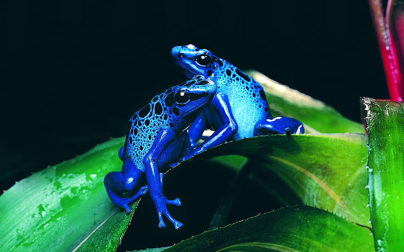 Poison blue darts, poisonous, frogs, blue dart, leaf, HD wallpaper