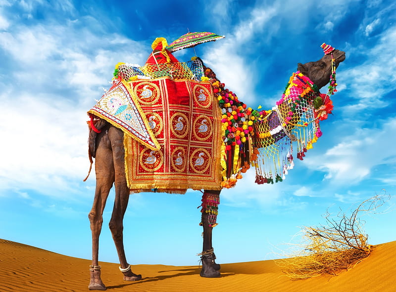 * Camel *, sand, camel, animals, animal, HD wallpaper
