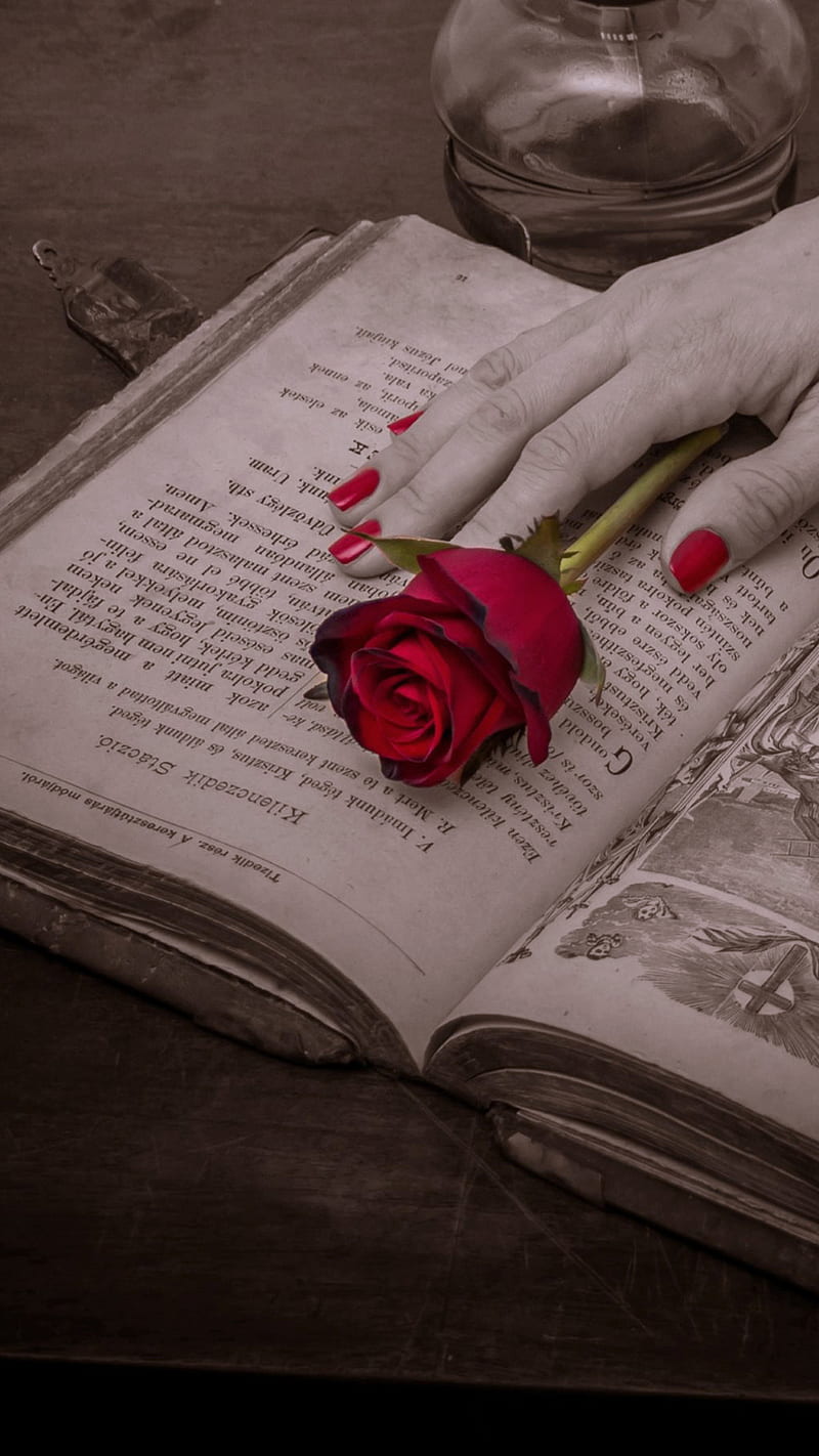 Book, hand, rose, HD phone wallpaper