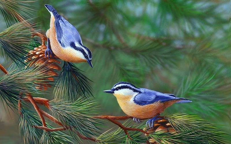 Bird, Branch, Animal, Pine Tree, Nuthatch, Red Breasted Nuthatch, HD wallpaper