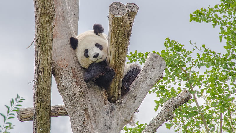 Resting Panda, cute, tree, eucalyptus leaves, bear, Panda bear, resting, Australia, Firefox Persona theme, HD wallpaper