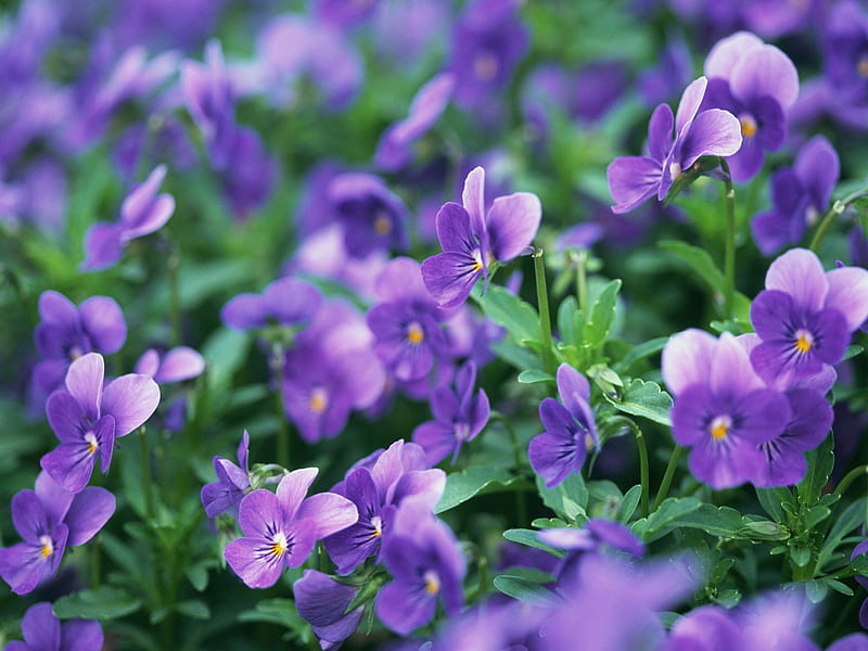 Purple Pansies Purple Pansies Flowers Spring Pansy Hd Wallpaper