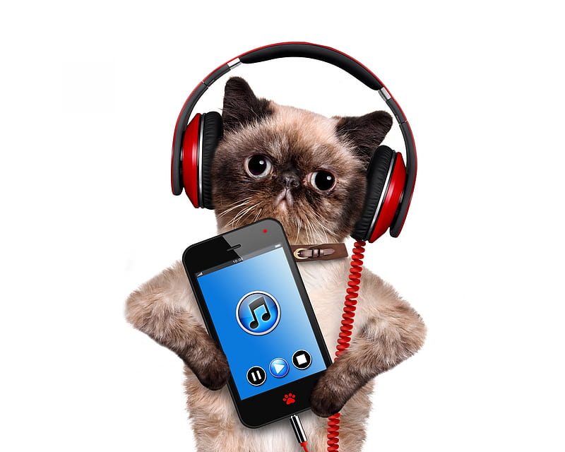 Cat listening to music, music, headphones, cat, animal, phone, funny ...