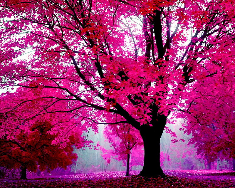 pink meadow, forest, natural, nature, new, nice, trees, HD wallpaper