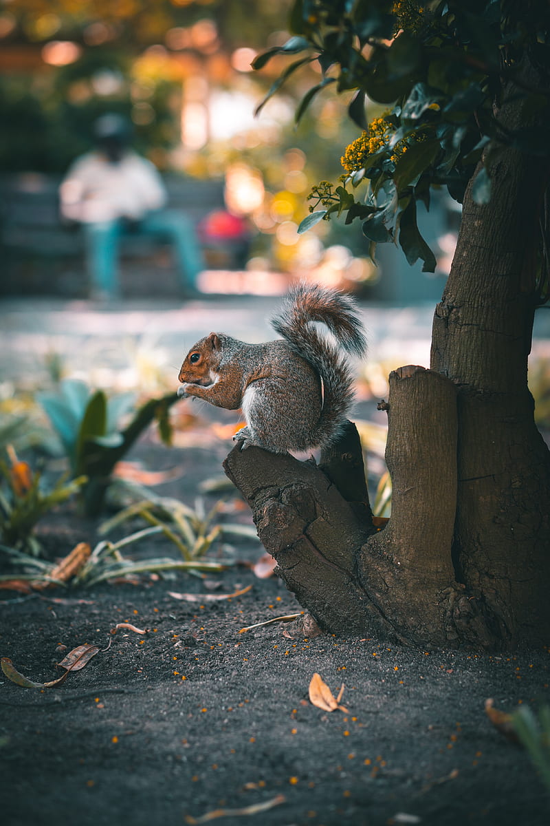 squirrel, brown, animal, tree, HD phone wallpaper