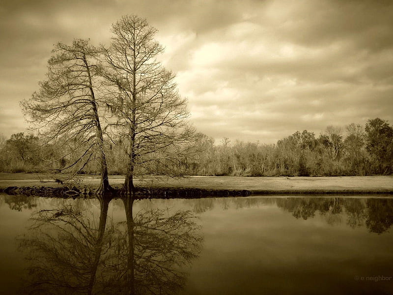 Twin trees in sepia, water, nature, trees, reflection, twins, lake, sepia, rural, still, calm, HD wallpaper