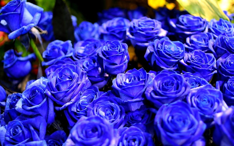 Hermosas rosas azules, flores, naturaleza, rosas, azul, Fondo de pantalla  HD | Peakpx