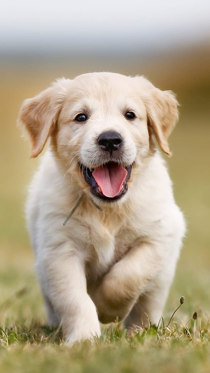 Cute Baby Animals, Labrador Retriever Dog Running, animal, cute, running, puppy, HD phone wallpaper