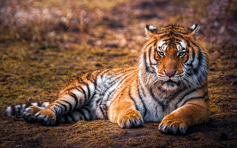 Tiger, bokeh, predators, blurred background, beautiful animals, Panthera  tigris, HD wallpaper | Peakpx