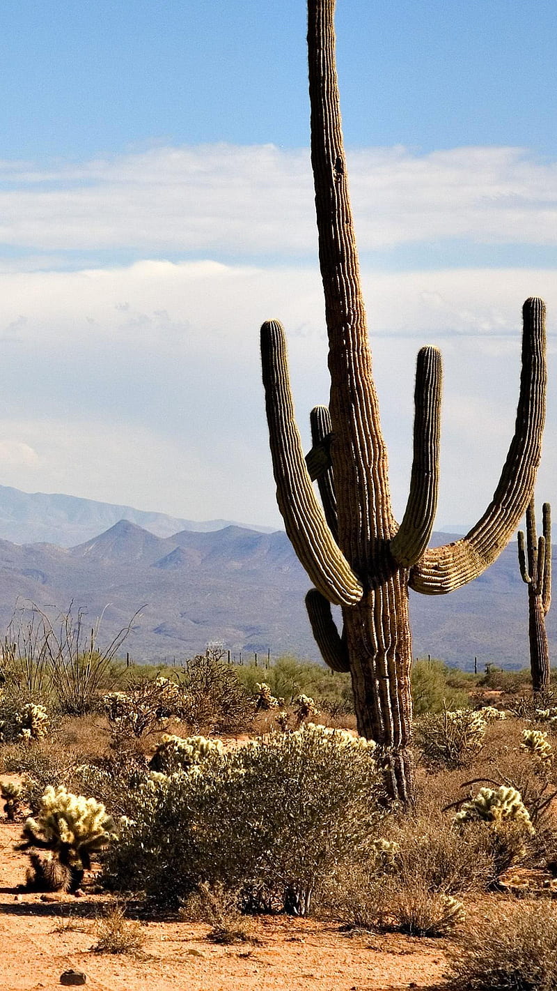 Saguaro Cactus, arizona, desert, mexico, HD phone wallpaper