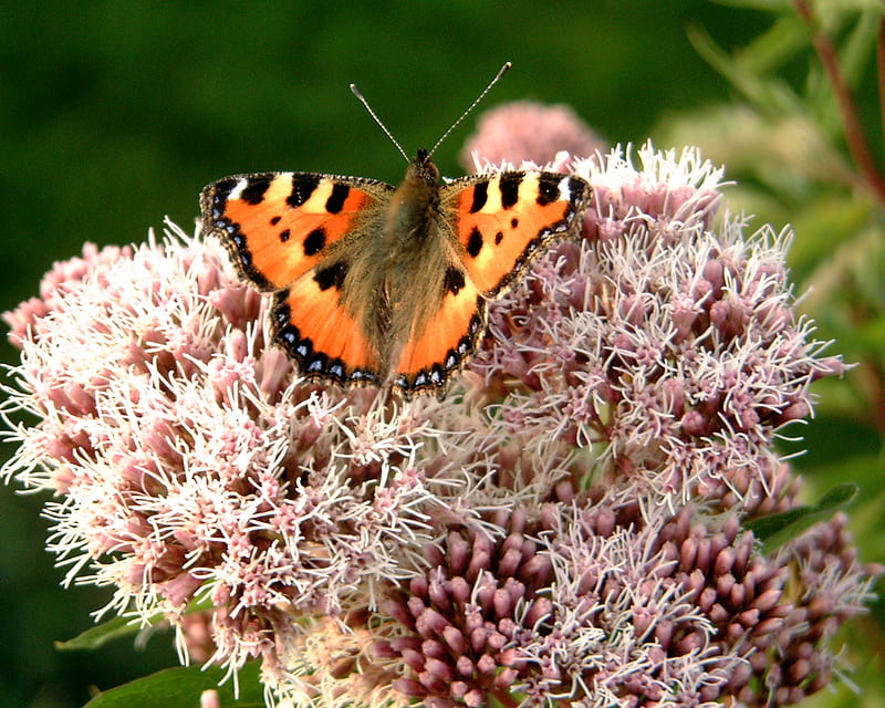 Papillons, colors, butterfly, HD wallpaper | Peakpx