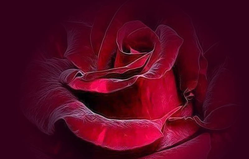 red velvet rose, Red, rose, velvet, fresh, love, flower, color, bonito, HD wallpaper