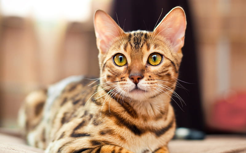 Bengal Cat muzzle, pets, ginger cat, cute animals, cats, domestic cat, HD wallpaper
