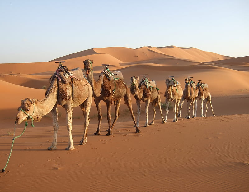 Mysterious Morocco Desert, morocco, desert, mysterios, country, camel, animal, HD wallpaper