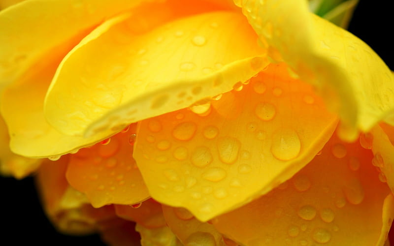 Dewy Yellow Petals, pretty, dewy, dew, yellow, drops, floral, graphy, flowers, nature, petals, HD wallpaper