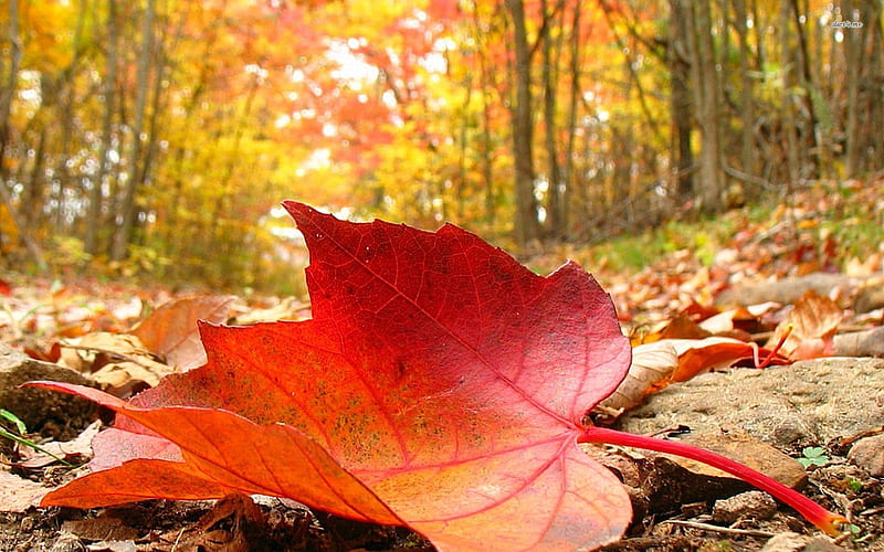 fallen leaf, forest, tree, autumn, leaf, HD wallpaper