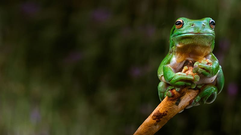 Frog, amphibian, herpetology, animals, zoology, HD wallpaper