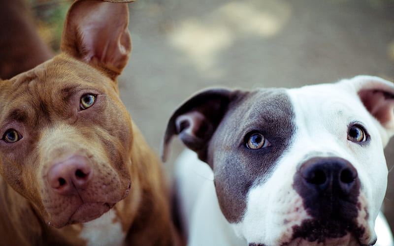 Pit Bull, friends, close-up, dogs, Pit Bull Terrier, pets, Pit Bull Dog, HD wallpaper