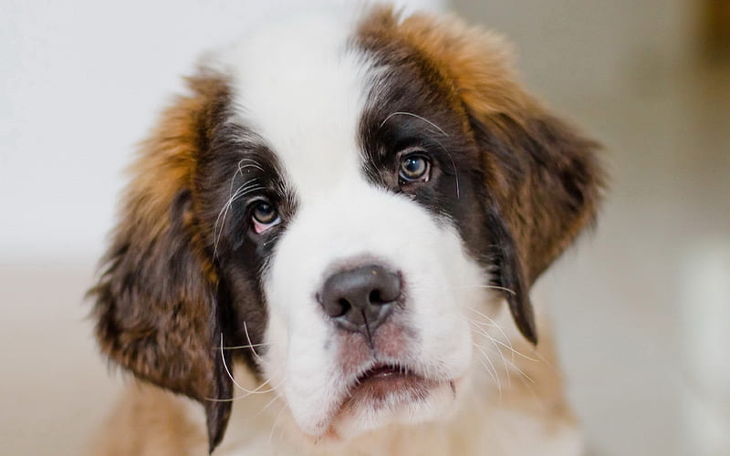 Saint Bernard, muzzle, puppy, pets, dogs, cute animals, Saint Bernard Dog, HD wallpaper